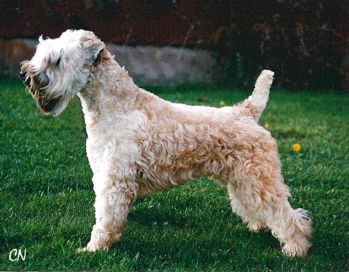 Характеристика собак породы ирландский терьер с отзывами и фото
