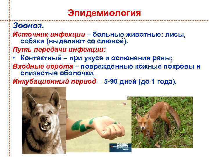 Игра-инсценировка «безопасность при общении с животными». воспитателям детских садов, школьным учителям и педагогам - маам.ру