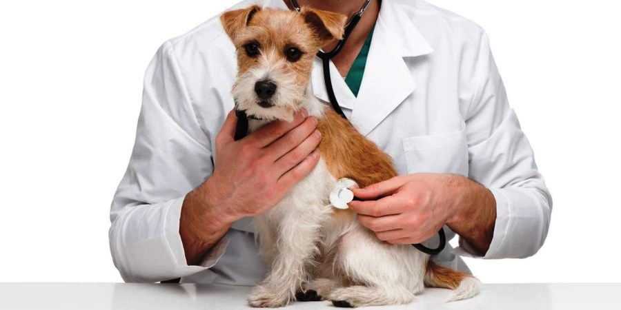 Сердечный гельминт у собак: что нужно об этом знать