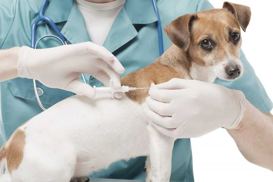 Wsavа  методические рекомендации ветеринарным врачам и владельцам собак.