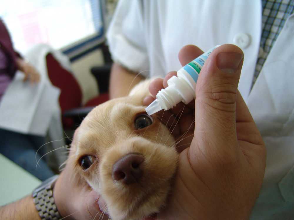 Заболевания глаз у собак: виды и описание болезней с фото, препараты для лечения
