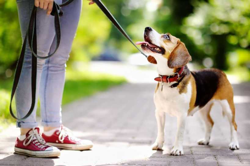 Закон о выгуле собак в 2021 году: что нужно знать владельцам собак?
