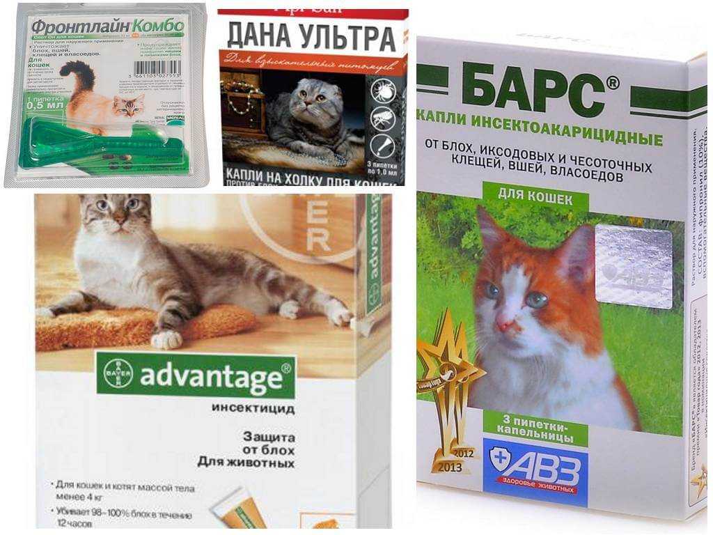 Блохи у кошек. как вывести, лучшие средства от блох: цены и отзывы - kotiko.ru