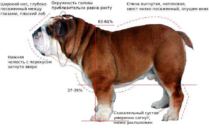 Французский бульдог — 120 фото, описание породы от а до я, советы по выбору собаки, все что нужно знать о бульдоге