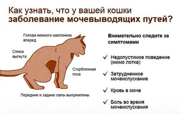 Мочекаменная болезнь у собак - лечение камней в почках у собак в москве. ветеринарная клиника "зоостатус"
