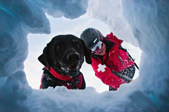 Порода собак спасающая альпинистов