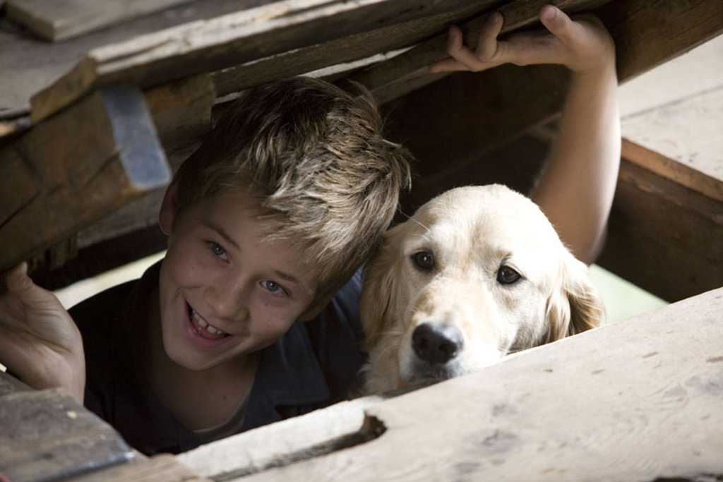 17 трогательных фильмов про собак, которые обязательно нужно посмотреть - истории - u24.ru
