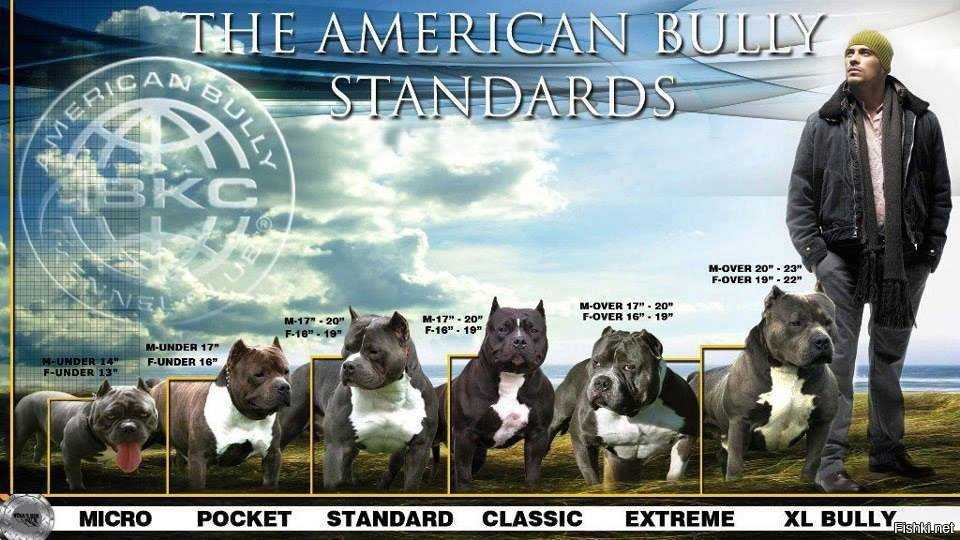 Порода американский булли: фото, характеристика собаки, цена, уход, дрессировка
