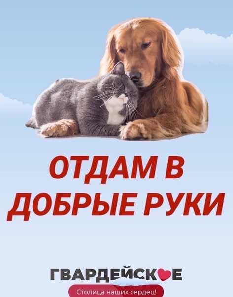 В добрые руки - животные в хорошие руки в дар бесплатно со всей россии