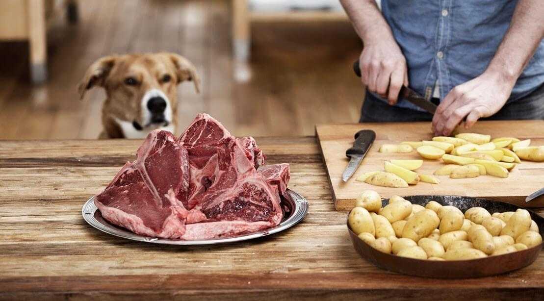 Можно ли давать собакам свинину есть