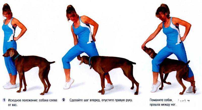 Упражнения для собаки для задних лап - укрепляющие