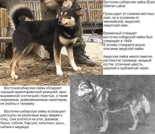 Русско-европейская лайка собака. описание, особенности. уход и цена породы | sobakagav.ru