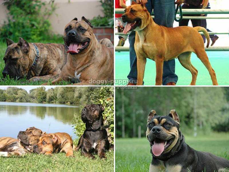 Аланская боевая порода собак: история, стандарт, уход, воспитание и цена