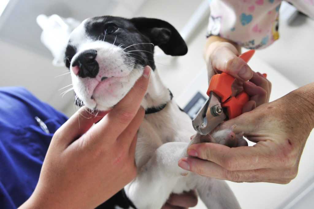 Кровоостанавливающие препараты для собак при стрижке когтей