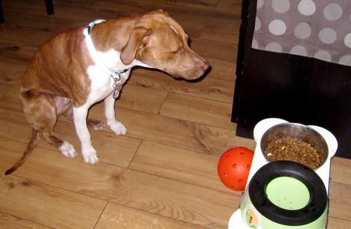 Холецистит у собак: причины, симптомы и этапы лечения