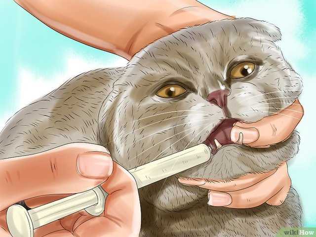 Какой корм для кошки лучше — обзор лучших сухих, влажных, натуральных кормов по цене и качеству по мнению экспертов