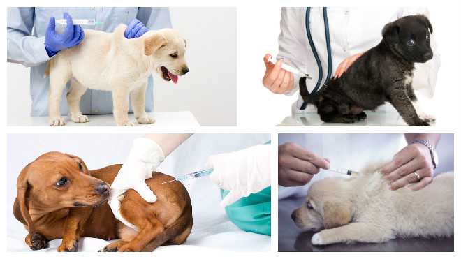 Прививка собакам после глистогонного. Вакцинация собак. Прививка собаке. Куда делать прививку собаке. Куда делают прививку щенку.