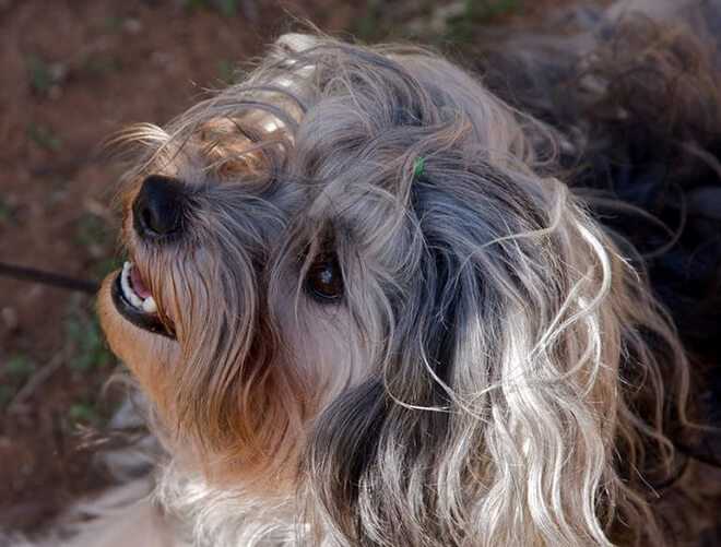 Малая львиная собака (лёвхен), порода маленьких собачек | zoodom