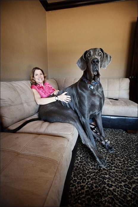 Самая большая в мире собака: мировые рекорды, классификация, фото