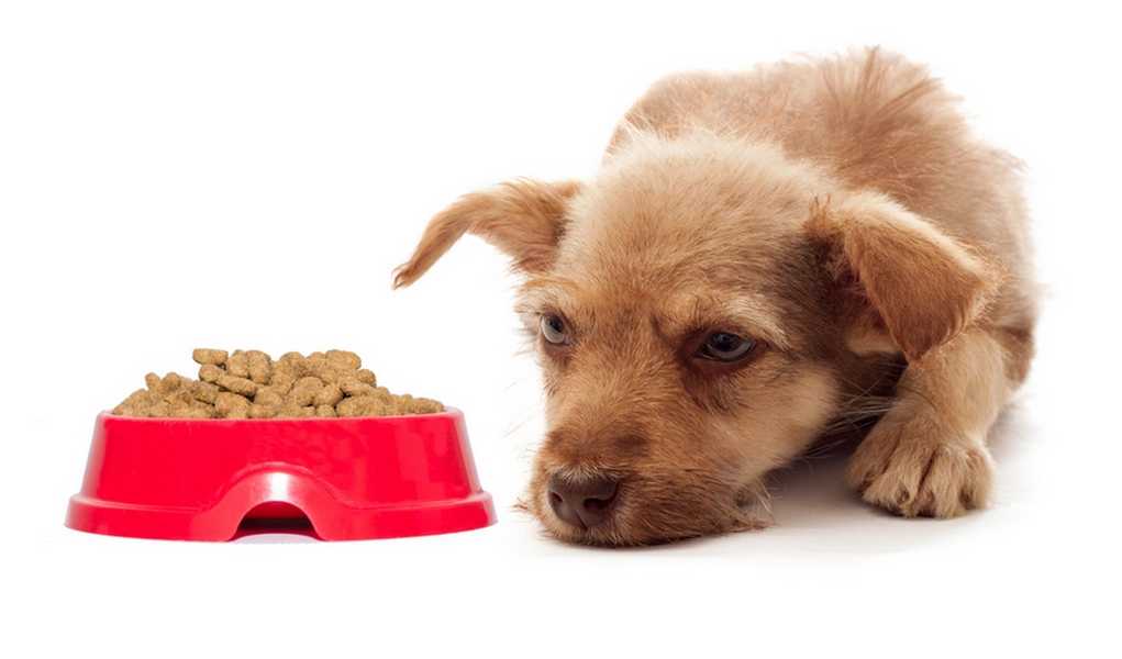 Почему собака может отказываться от еды