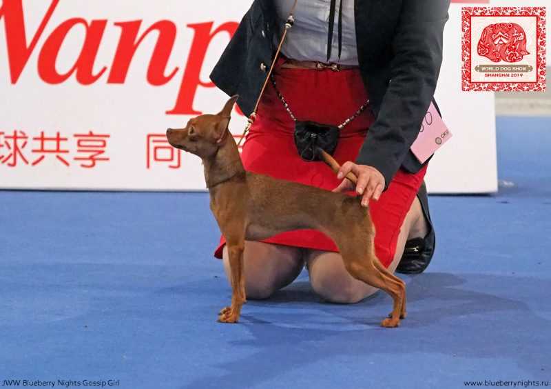 ⓘ world dog show - крупнейшая выставка собак, которая проводит