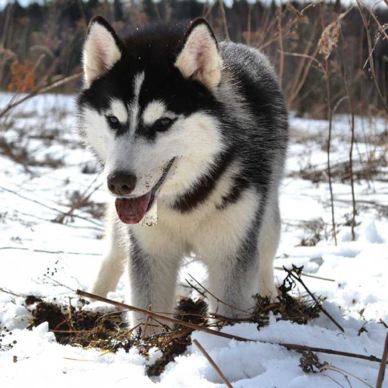 Сибирский хаски — собаки лишенные агрессии, но не ума