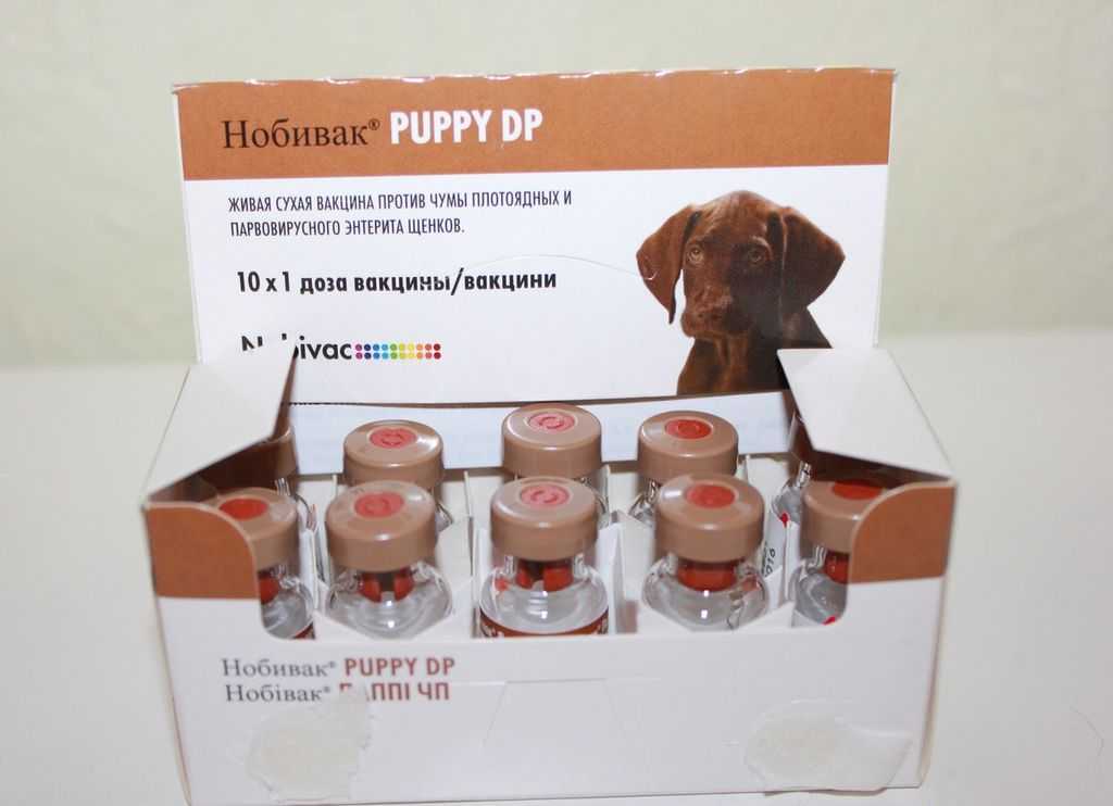 8 видов вакцины нобивак для собак: инструкция по применению, описание - kotiko.ru