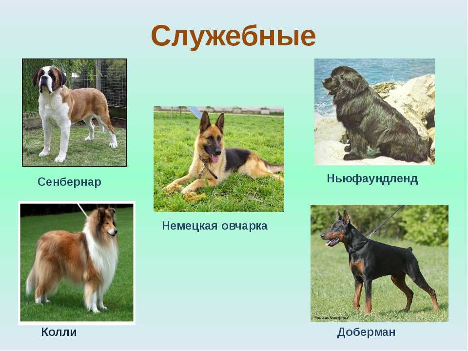 Виды собак - популярные породы (34 фото): самые модные виды собак в россии, японии, америке и европе с названиями, топ востребованных питомцев в мире