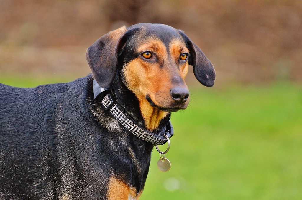 Альпийская таксообразная гончая: описание породы, фото собак