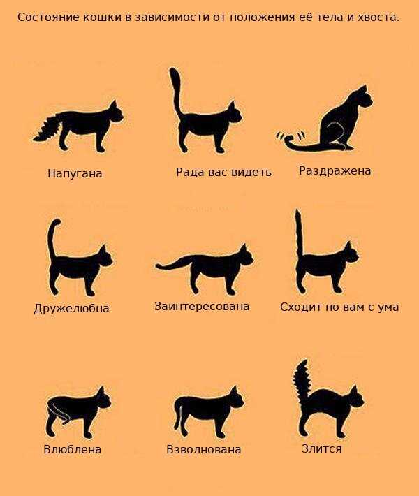 Перевести с русского на собачий язык