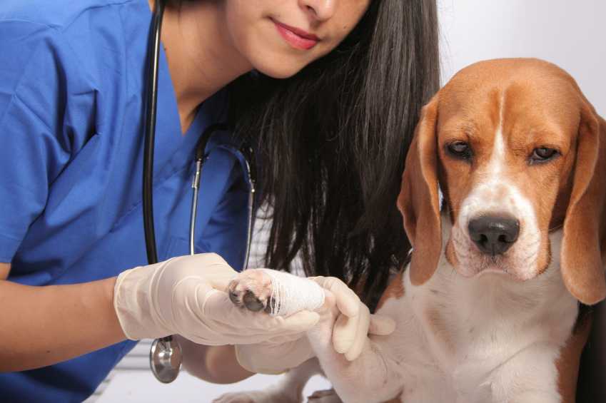 Как стричь ногти собаке в домашних условиях: пошаговая инструкция с фото и описанием