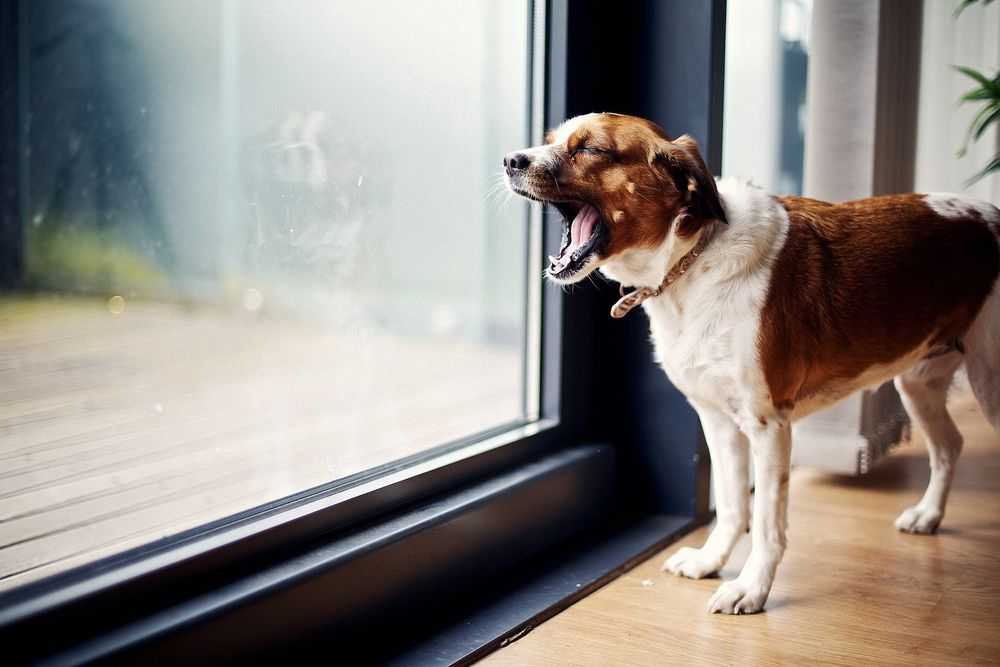 Почему собаки скулят: причины, что делать, отучение от вредной привычки
