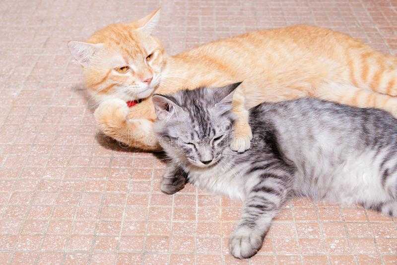 Как подружить кошку с собакой в квартире | кота или котенка