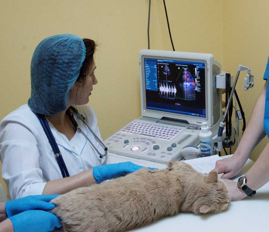 Кормление при мочекаменной болезни уратного типа у кошек. ветеринарная клиника "зоостатус"