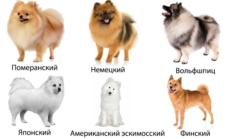 Одесская порода собак одис: история и содержание