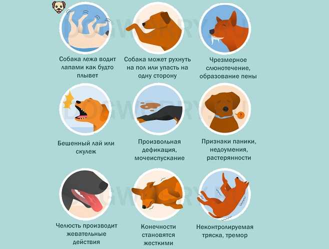 Бордетеллиоз или вольерный кашель у собак — симптомы и лечение