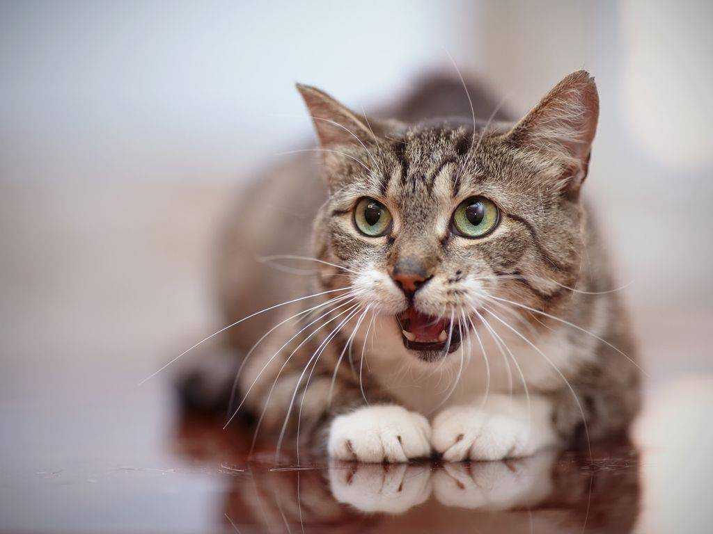 Как отучить кота орать [11 причин и решения] - муркотэ