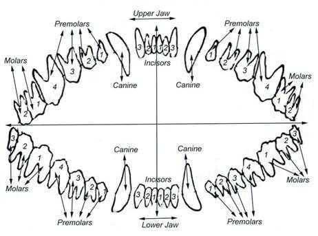 Коренные и молочные зубы у собак | смена, в каком возрасте, схема