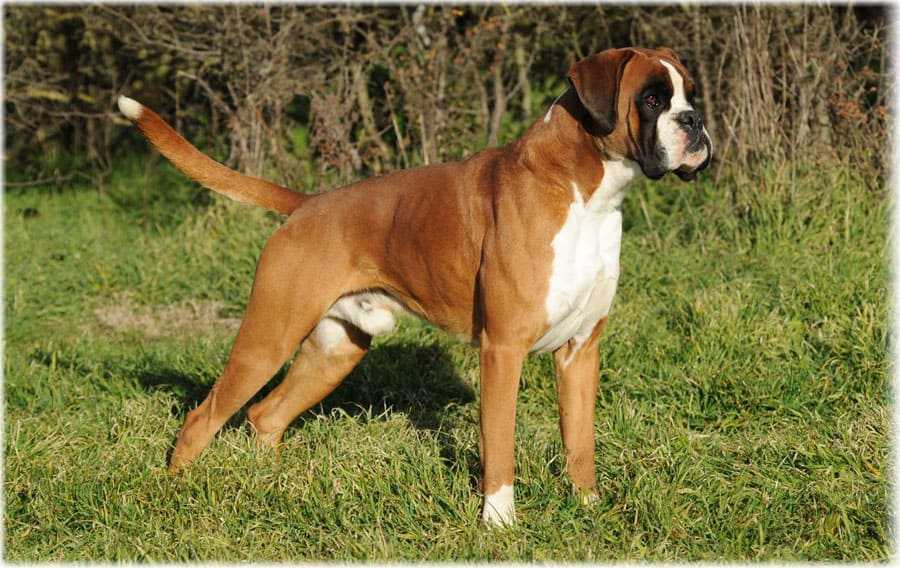 Немецкий боксер — одна из самый добрых и ласковых собак