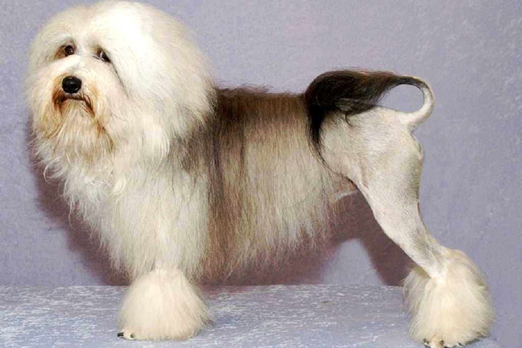 Малая бельгийская собака - все о породе