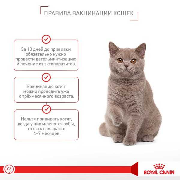 Первая прививка котёнку: правила и противопоказания. когда и какие прививки делать котятам