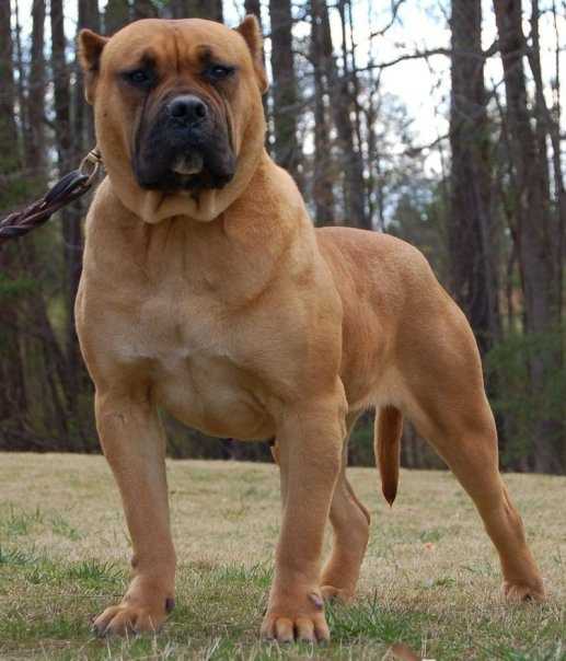 Самая большая собака в мире: топ 10 пород с фото
самая большая собака в мире: топ 10 пород с фото