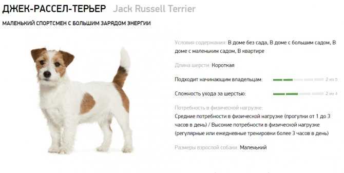 Джек-рассел-терьер: описание породы, характеристик и характера животного, а также как питомец выглядит на фото
