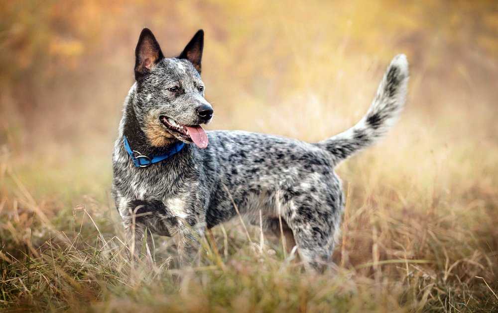 Австралийская пастушья собака (австралийский хилер): фото, содержание и уход