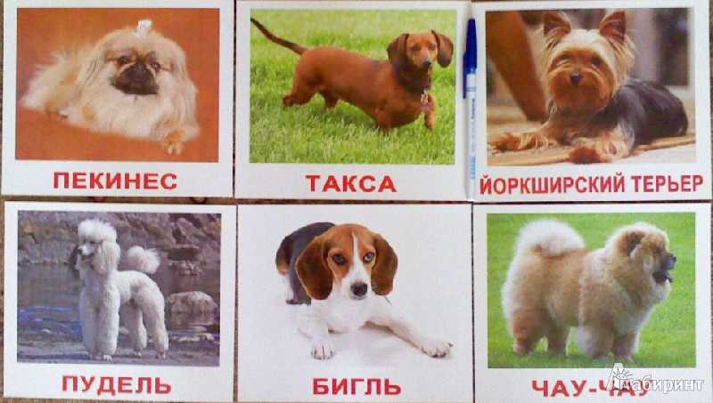 Породы собак — список с названиями и фото
