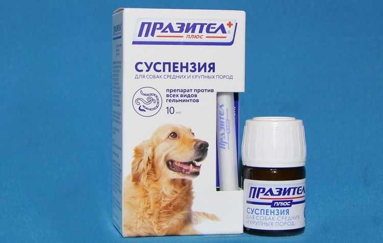 Лечение сердечной недостаточности у старых собак - новости - 66.ru