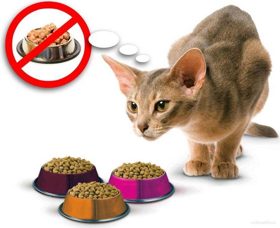 Кошка ест собачий корм: что делать?