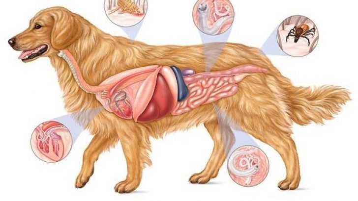 Язва желудка у собак и кошек - диагностика,  симптомы, лечение язвенной болезни желудка у собаки, кошки в москве . ветеринарная клиника "зоостатус"