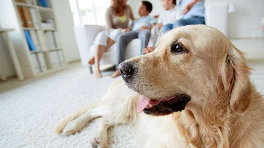 Стресс у собак в разных ситуациях: как распознать и устранить нервное расстройство