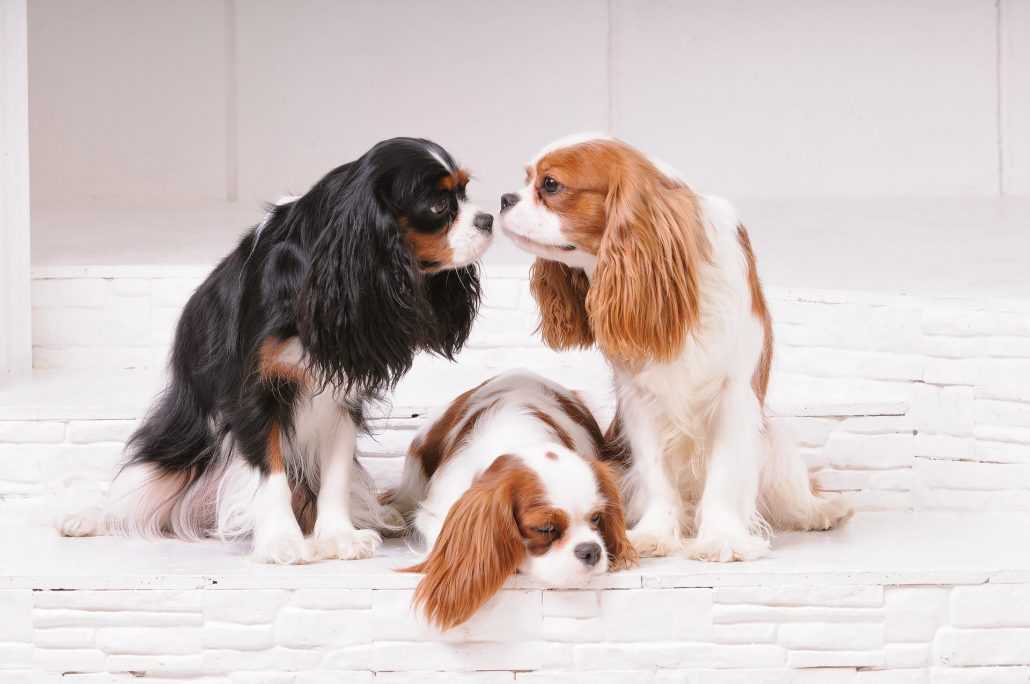 Выбор лучшей породы собак, которая подходит для жизни в частном доме